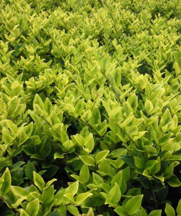 綠化苗木如何選購(gòu)？