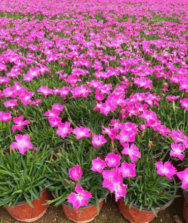 歐石竹扦插繁殖的方法是什么？