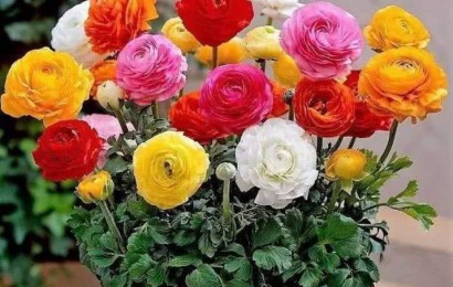 室內(nèi)養(yǎng)花有哪些注意事項(xiàng)？