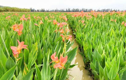 水生植物生態(tài)作用是什么？