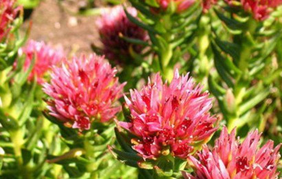 宿根花卉小知識(shí)有哪些呢？