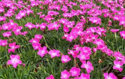 歐石竹扦插繁殖的方法是什么？