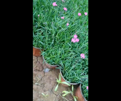 時令草花 - 歐石竹