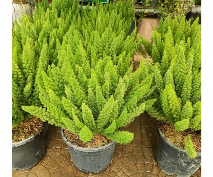 狐尾天門(mén)冬