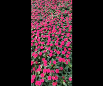 時令草花 - 長春花