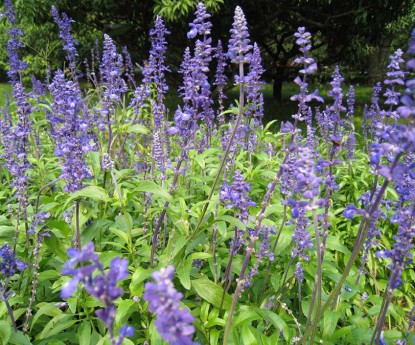 藍(lán)花鼠尾草