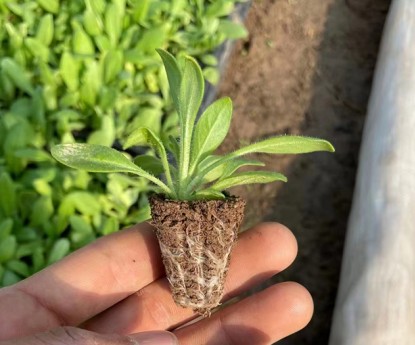 矮牽牛（穴盤(pán)苗）