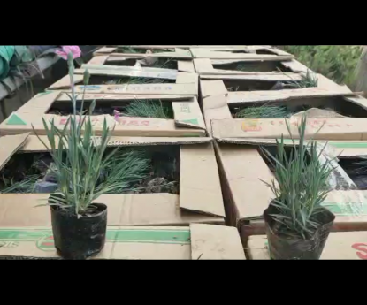 宿根地被 - 彩虹石竹