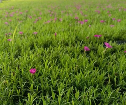 歐石竹（穴盤(pán)苗）