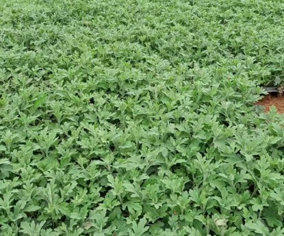 國(guó)慶菊（穴盤(pán)苗）