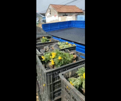 時令草花 - 孔雀草