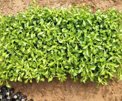 五色草(穴盤(pán)苗)