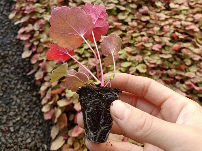 礬根（穴盤(pán)苗）