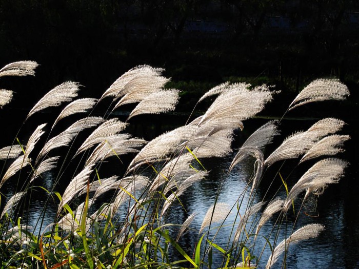 蘆葦