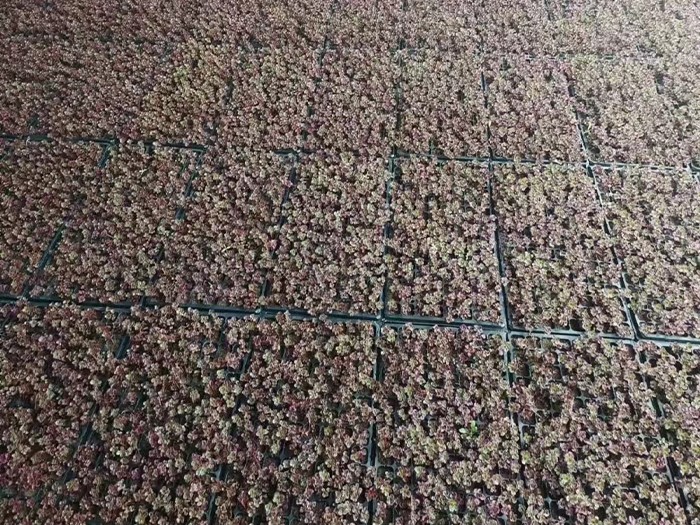 紅景天（穴盤苗）