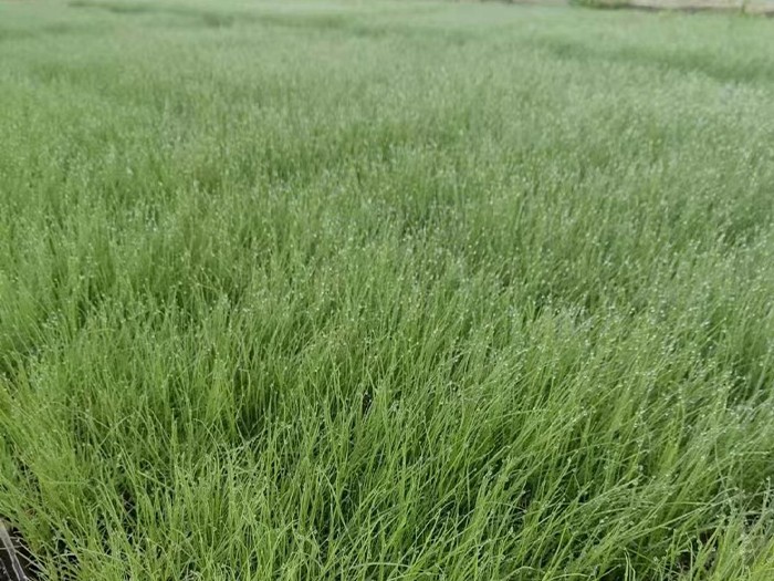 粉黛亂子草（穴盤苗）