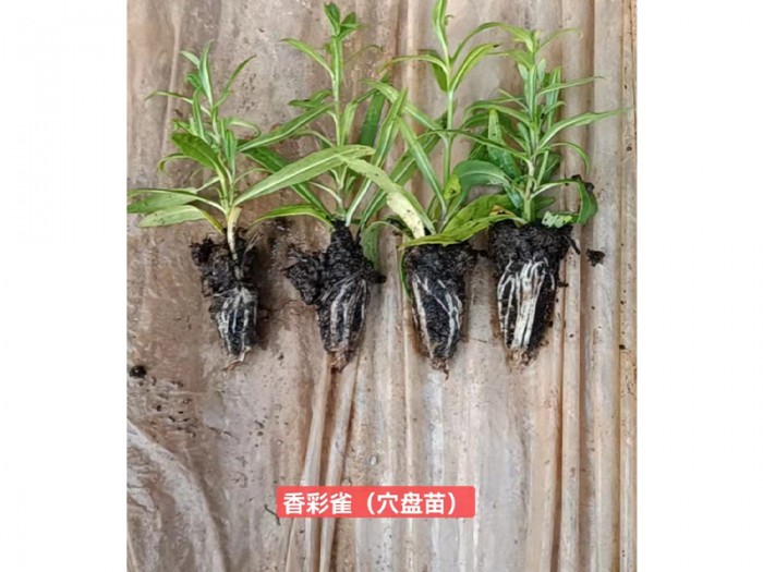 香彩雀(穴盤(pán)苗)