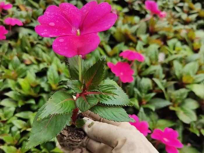 超級鳳仙（穴盤苗）