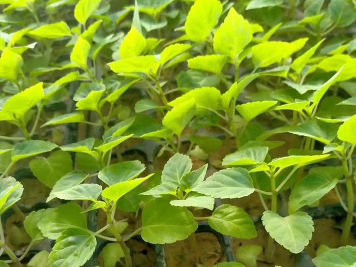 一串紅（穴盤苗）