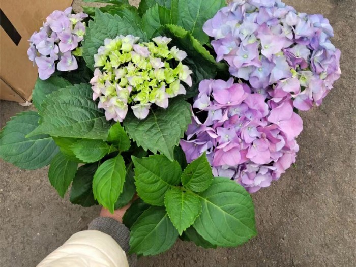 無(wú)盡夏繡球