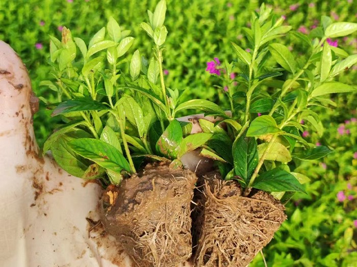 滿天星（穴盤苗）