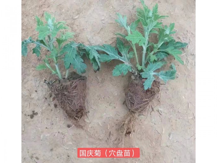 國慶菊（穴盤苗)