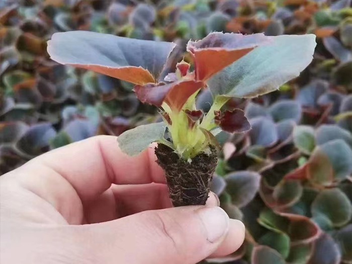 四季海棠（穴盤(pán)苗）