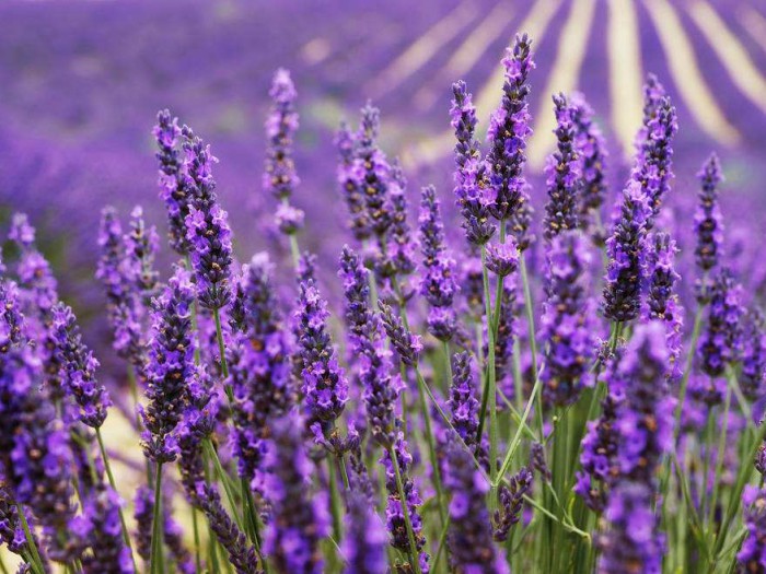 薰衣草