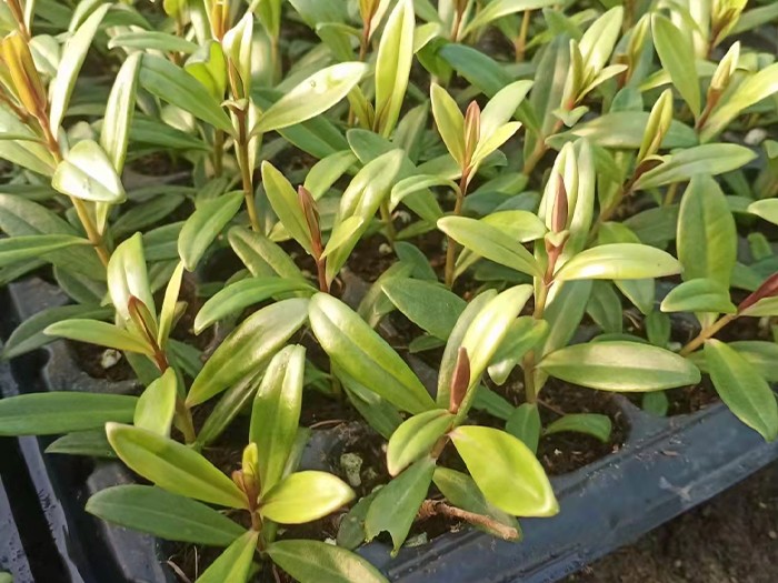 長(zhǎng)介花(穴盤苗)