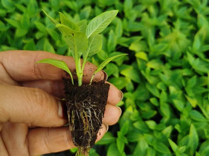 繁星花（穴盤苗）