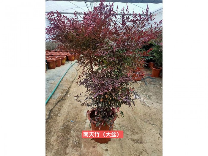 南天竹