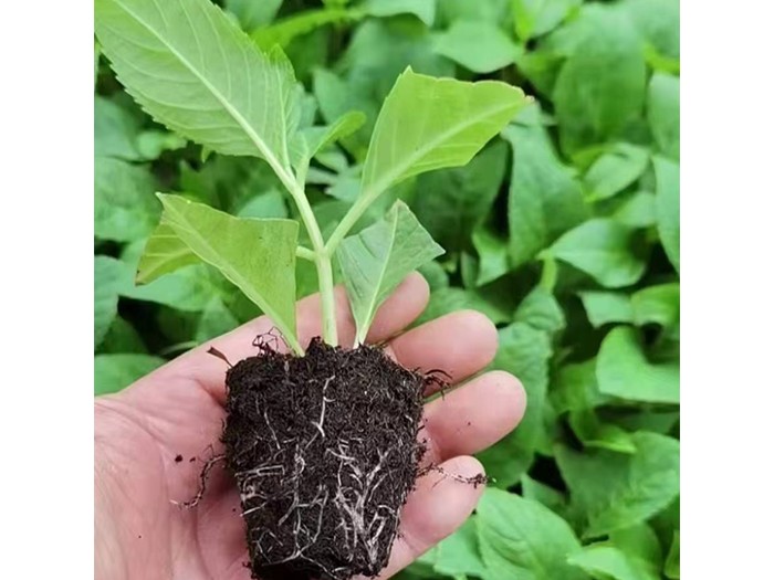 大花繡球種苗無盡夏