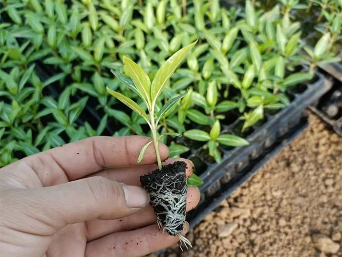 長春花(穴盤苗)