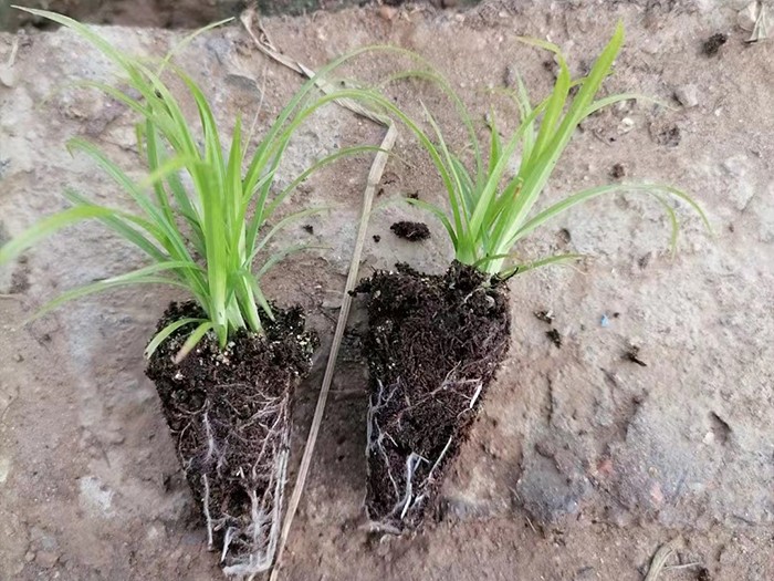 佛子茅（穴盤苗）