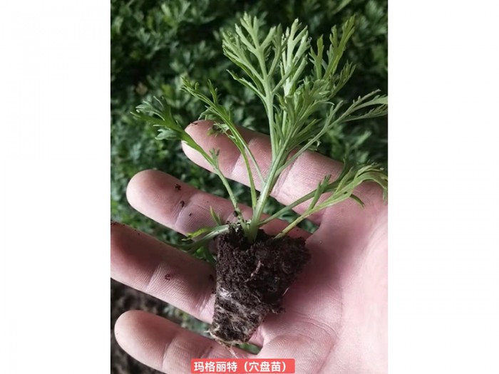 瑪格麗特(穴盤苗)