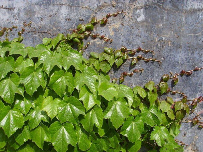 爬山虎